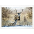 thumbnail image 2 of Mule Deer Buck and Doe Bedded, Animals Scenic Framed Art Print Wall Art by Larry Ditto Sold by Art.Com, 2 of 5