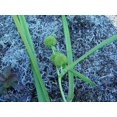 thumbnail image 3 of 20 Graines de Fleurs Blanches Géantes BUR Sparganium Eurycarpum, 3 of 4