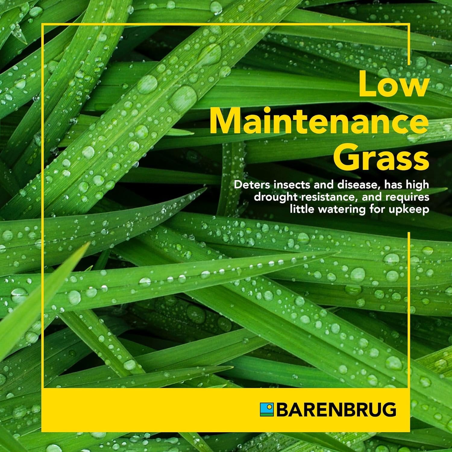 Barenbrug Wonderlawn Quicklawn Grass Seed Mix for Lawn Care and Landscaping, 3 lbs. Bag