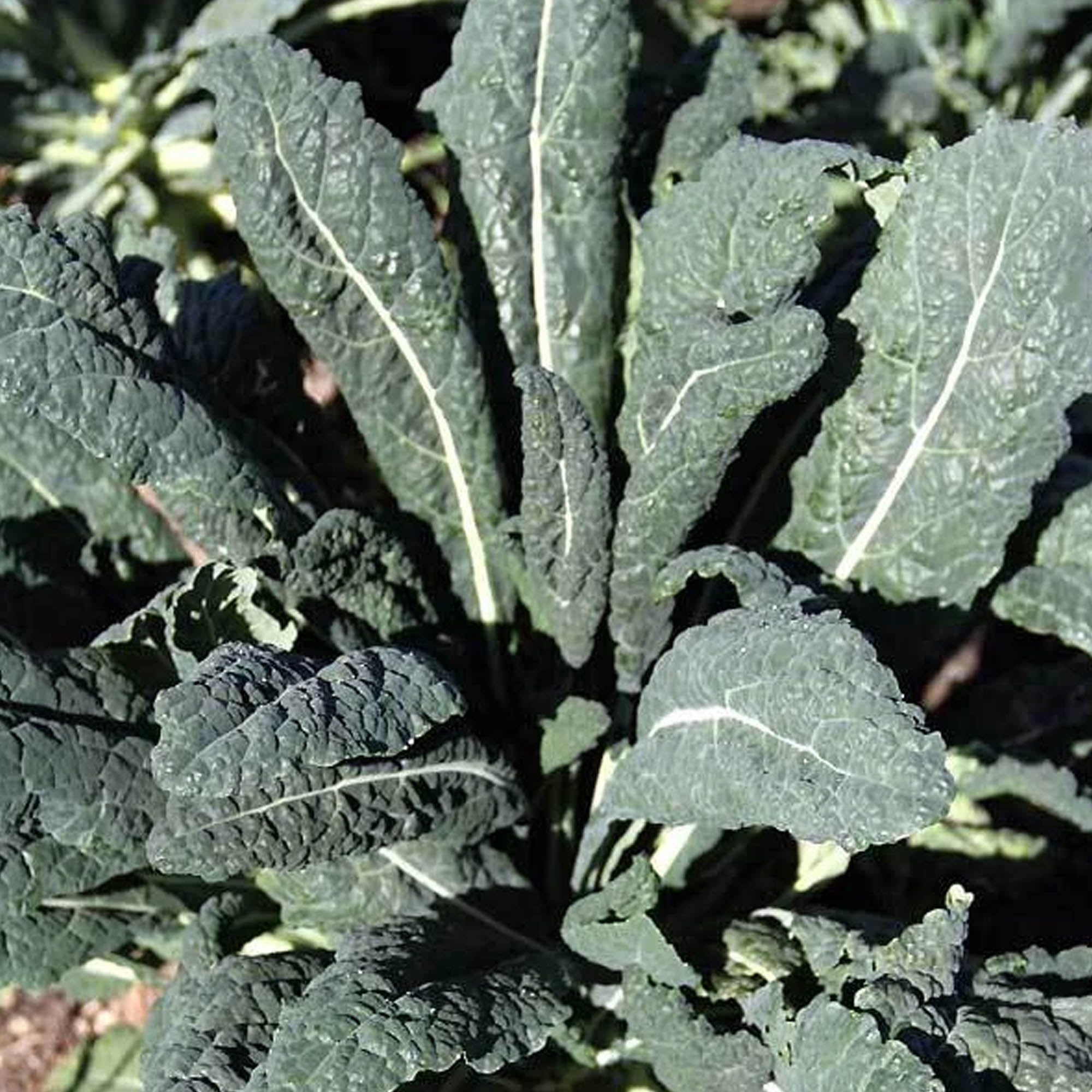 20 Seeds Lacinato Kale Brassica oleracea Dinosaur KALE Black Tuscany vegetable 