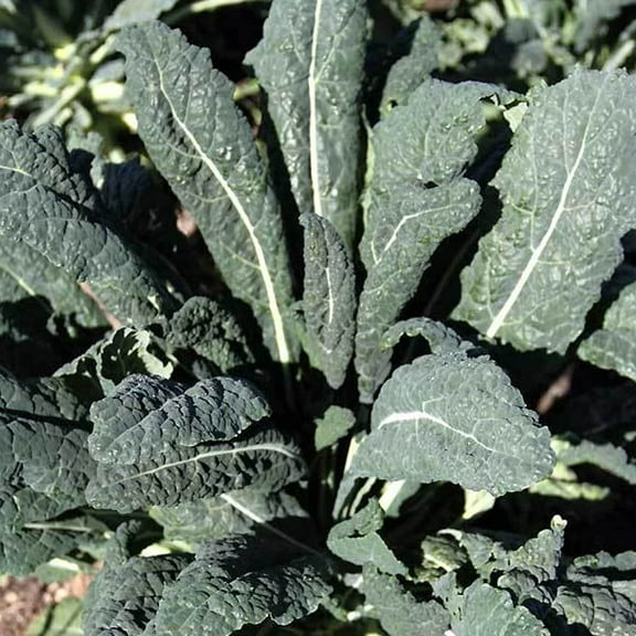 Organic Lacinato Kale - 500 mg ~125 Seeds - Non-GMO, Open Pollinated, Heirloom, Vegetable Gardening & Micro Greens Seeds