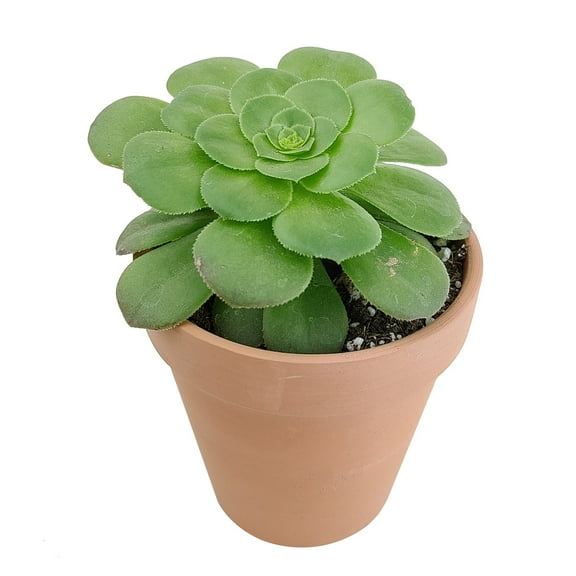 Aeonium Dinner Plate (2" Clay Pot)