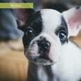 thumbnail image 4 of Synacore K9 Digestive Support 30's, 4 of 7
