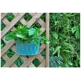 thumbnail image 4 of Mr.Garden 12 Inch Plastic Wall Mounted Planter, 1pack (Green), 4 of 4