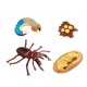 thumbnail image 1 of 2x 4 piezas naturaleza mariquita / del ciclo de juego juguetes de aprendizaje accesorios de enseñanza Zulema Enseñanza de las etapas del ciclo de vida, 1 of 8