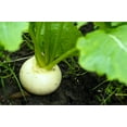 thumbnail image 4 of 300 Seeds WHITE EGG TURNIP Brassica Rapa Vegetable Seeds, 4 of 11
