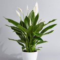 thumbnail image 2 of Peace Lilly, 2 of 2