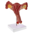 thumbnail image 2 of 1:1 Human Female Uterus Ovary Fallopian Tubes Anatomical Human Anatomy Teaching, 2 of 5