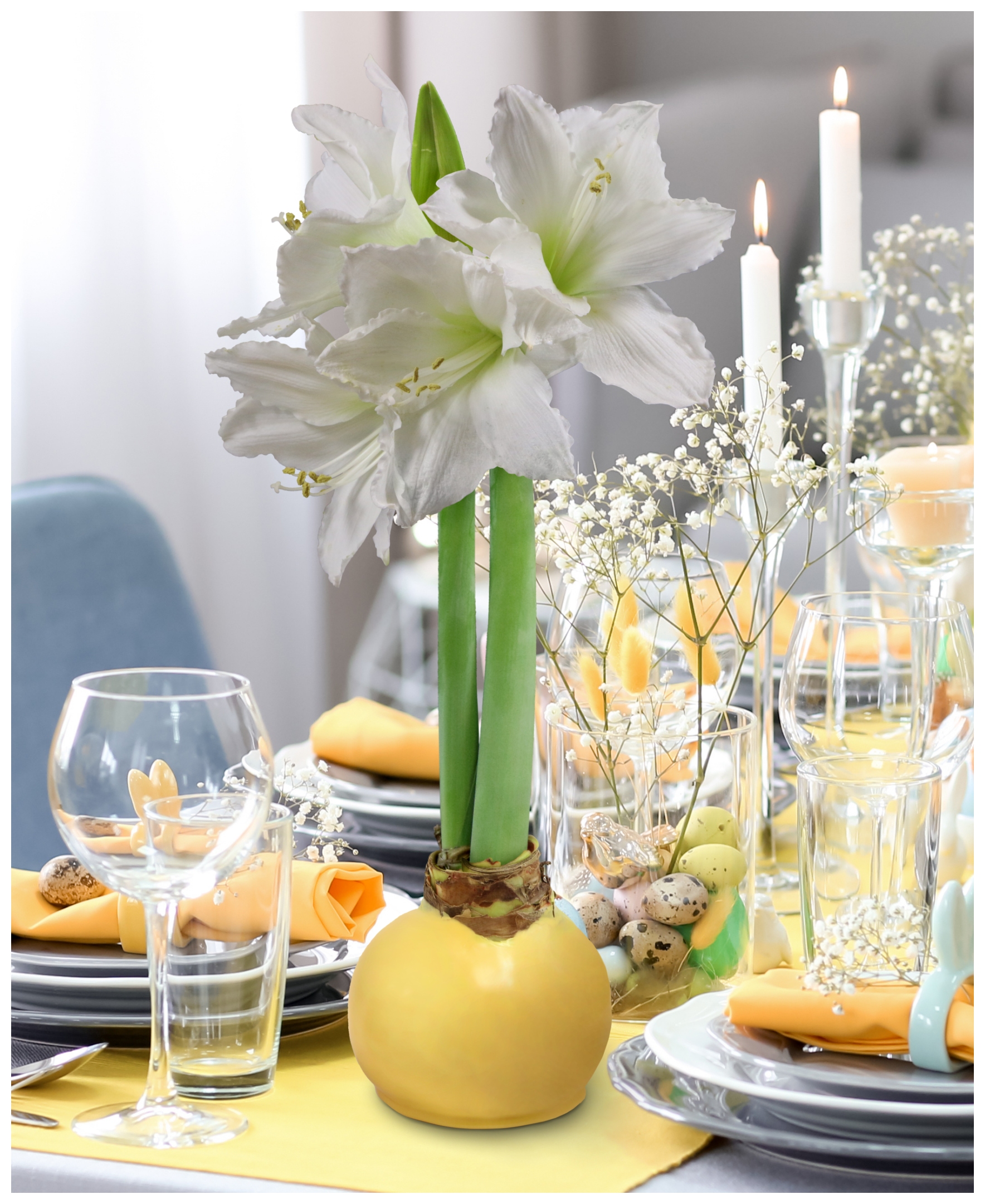 National Plant Network Yellow Waxed White Blooming Giant Amaryllis Bulb (3-pack)