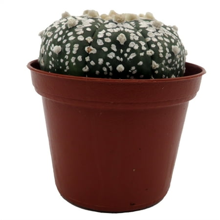 Sea Urchin Cactus Plant - Astrophytum - 2.5" Pot