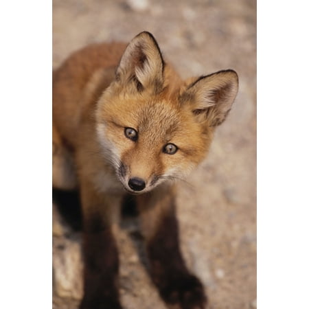 Portrait Of Red Fox Kit Near Den On Savage River Denali Np Canvas Art Harry Portrait Of Red Fox Kit Near Den On Savage River Denali Np Canvas Art Harry