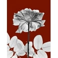 thumbnail image 2 of Koetsier, Albert 19x24 White Modern Wood Framed Museum Art Print Titled - Rose 28, 2 of 4
