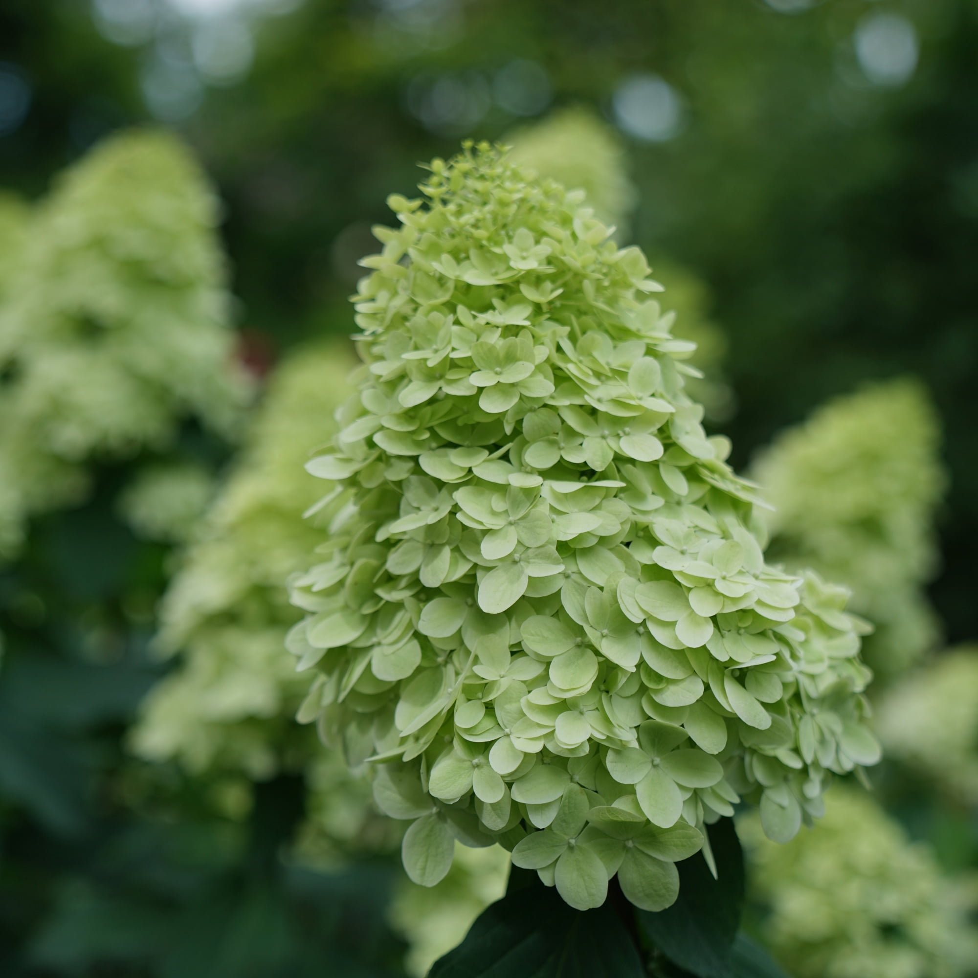 Proven Winners ColorChoice Limelight Prime Hydrangea Live Shrub (5 Gallon)