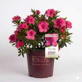 Encore Azalea Autumn Sunset (1 Gallon) Orange-Red Flowering Shrub