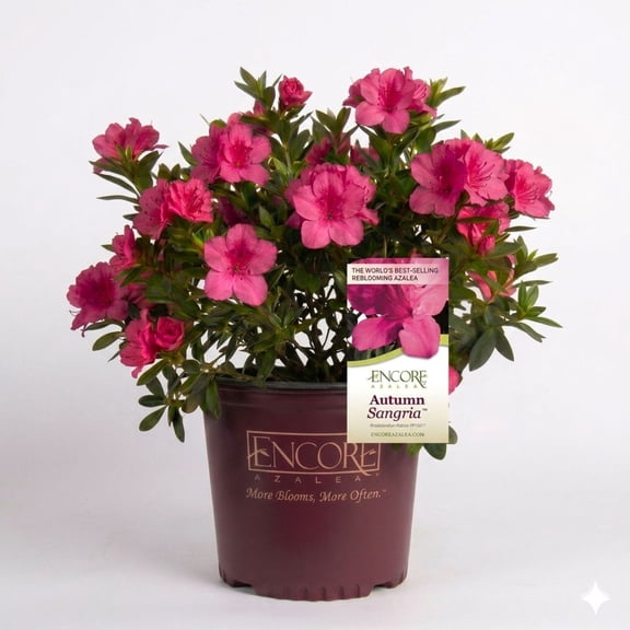 Encore Azalea Autumn Sangria (1 Gallon) Pink Flowering Shrub - Full Sun Live Outdoor Plant