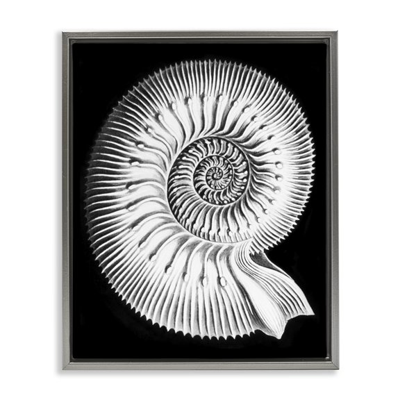 Stupell Industries Coastal Spiral Sea Life Beach Shell Modern Fractal Gray Floating Frame Canvas Art, 25 x 31, by Graffitee Studios
