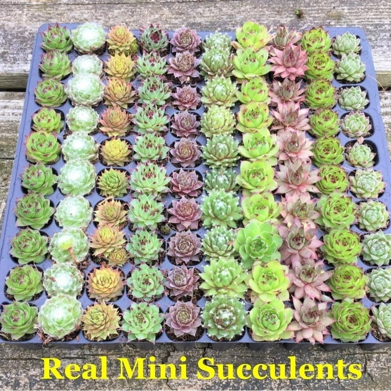 succulent toes Fenestraria aurantiaca 'Baby Toes' – Magic Valley Gardens