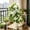 White-As Shows, variant on Exquisite Artificial Orchid and Albizia Flowers, Single Stem Plastic Cuttings, Indoor Home Decor, Lifelike Faux Flower Arrangement, Elegant Floral Display, Decorative Orchid Accent