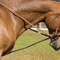 thumbnail image 4 of 10 Pies Equestrian Bck stretcher fo neck Horse Entrenamiento Suministros Con Con De Extremo Snap DYNWAVEMX Camilla de cuello de caballo, 4 of 8
