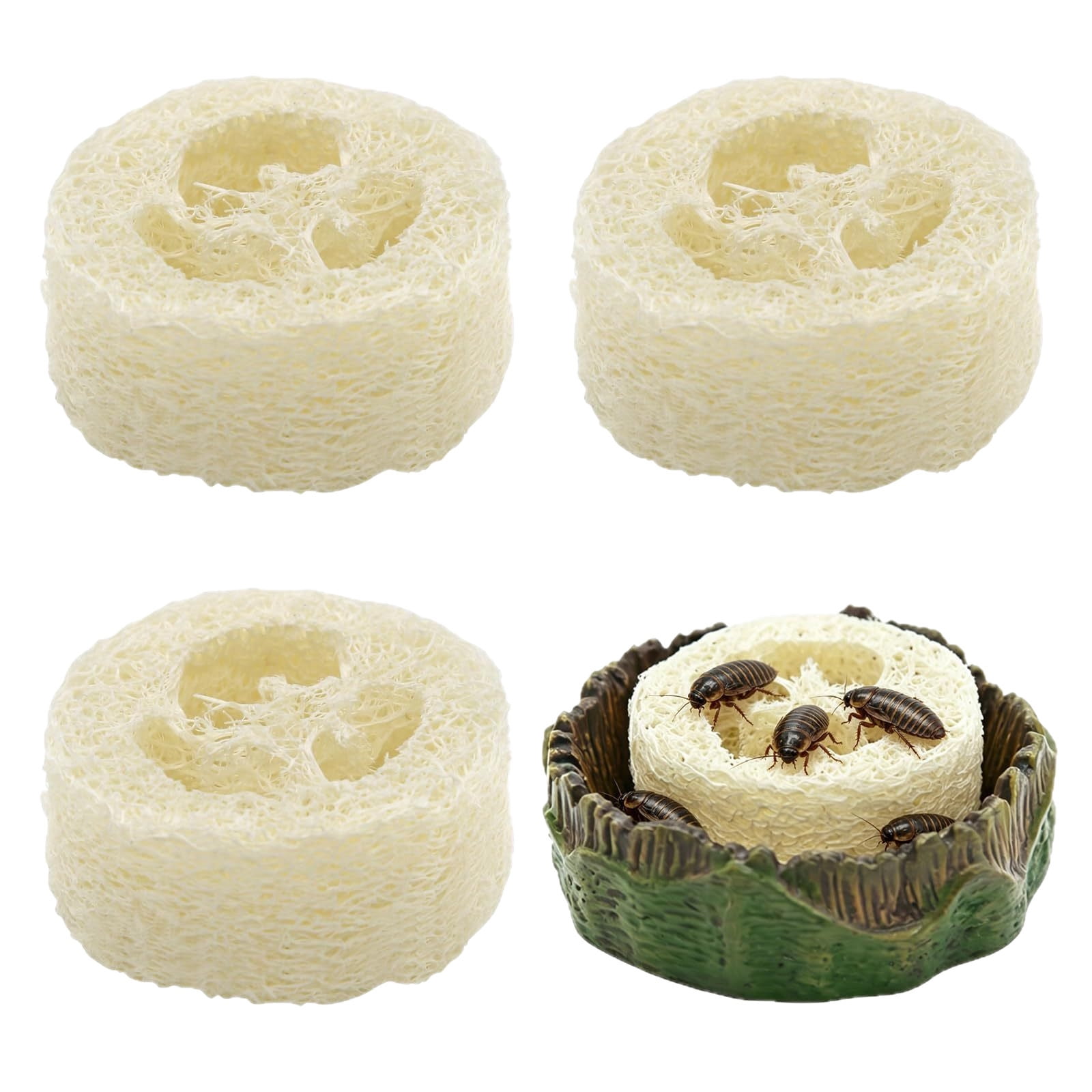 Reptile Dish with Natural Loofah for Bioactive Terrarium, Feeding Water Bowl for Bearded Dragon Gecko, 2.75x2.75x0.8 inch with 3 Loofah Pieces