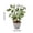 B, variant on Artificial Money Tree Bonsai, Realistic Artificial Green Plant in Pot, Office Desk Decor for Good Luck & Wealth, Low Maintenance Indoor Plant