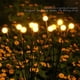 thumbnail image 3 of Xihbxyly Lámpara Solar de Luciérnaga, Esfera Solar Led, Luces Oscilantes Flexibles, Resistente a La Intemperie y de Bajo Consumo, Decoración de Jardín Exterior, Iluminación para Fiestas Navideñas, Ip, 3 of 6