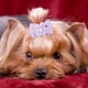 thumbnail image 5 of 20 lazos brillantes para el pelo de mascotas, cachorros, gatos, perros, diademas, accesorios de aseo, 5 of 10