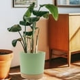 thumbnail image 3 of QCQHDU 2 Pack Plant Pot, Green Plastic Indoor Planter With Drainage Holes And Removable Base, 3 of 6