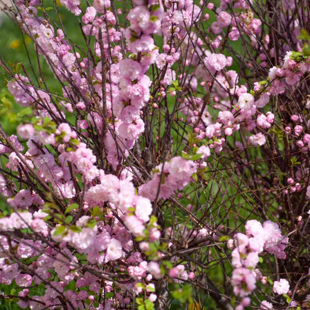 Fragrant Pink Flowering Almond Plant Live, 8–10 inch Dormant Live Almond Flower Plant, Fragrant Double Blooms for Garden Landscaping