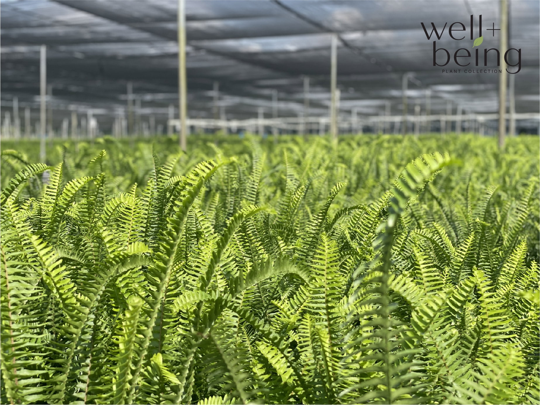 Nature's Way Farms Fern Kimberly Queen Live Plant (18-24 in. Tall) in Grower Pot
