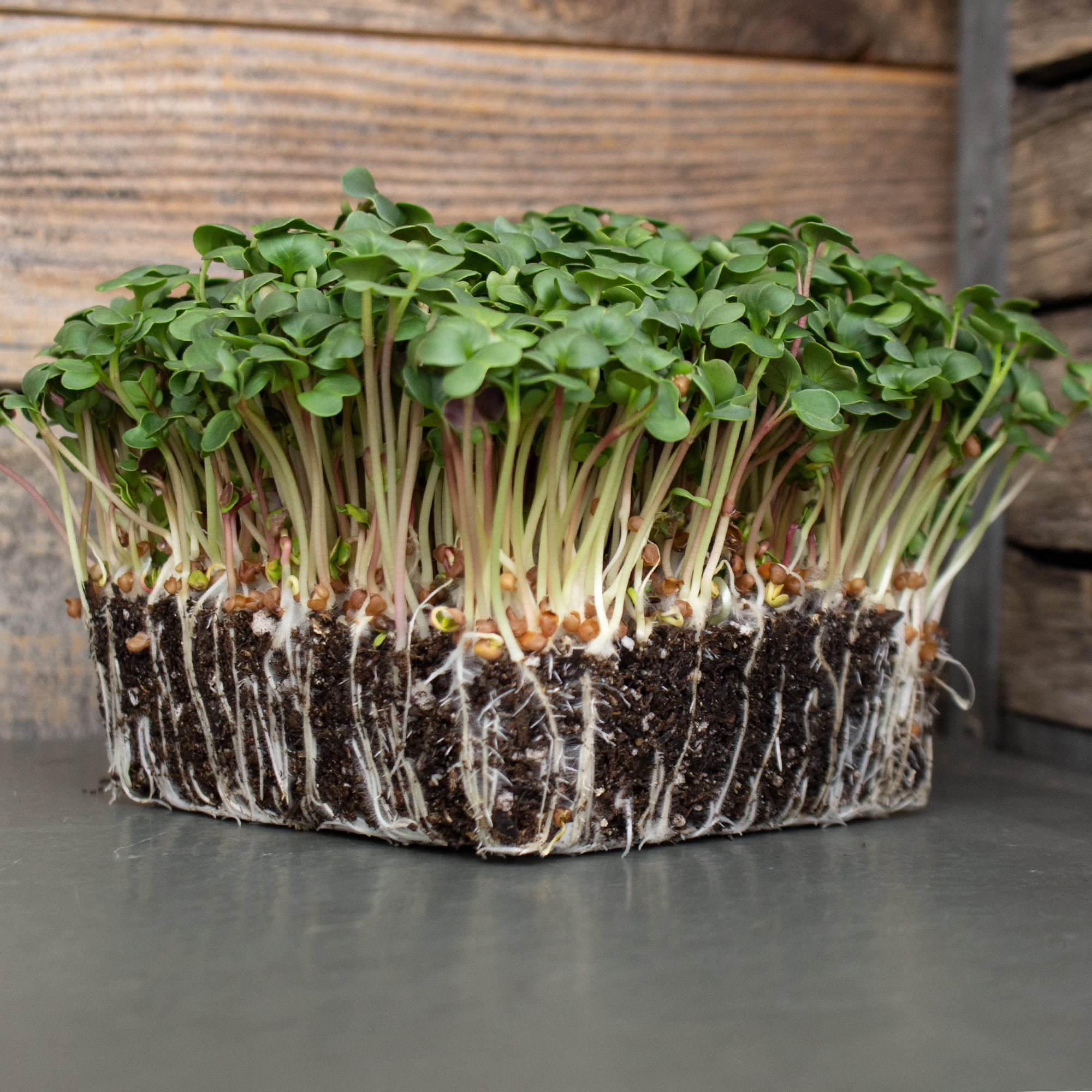 Radish Seeds Long Scarlet Cincinnati 1 Oz NonGMO, Heirloom