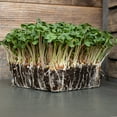 thumbnail image 4 of Radish Seeds - Long Scarlet Cincinnati - 4 g Packet ~300 Seeds - Non-GMO, Heirloom Vegetable Garden & Microgreens Seeds - American Radish Seed, 4 of 6