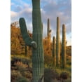 thumbnail image 2 of Fitzharris, Tim 25x32 White Modern Wood Framed Museum Art Print Titled - Saguaros at Joshua Tree National Monument-California-USA, 2 of 4