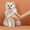 A, variant on Detangling Slicker Brush for Cats and Dogs with ABS Handle for Indoor Outdoor Use Pet Grooming Tool Deshedding Performance