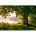 thumbnail image 2 of wall26 - Oak Tree in Full Leaf in Summer Standing Alone - Removable Wall Mural | Self-Adhesive Large Wallpaper - 100x144 inches, 2 of 5