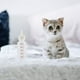 thumbnail image 5 of Botella de lactancia para mascotas, 6 uds., 50ml, Animal PEQUEÑO/gatos/perros/cachorros/gatitos, 5 of 5