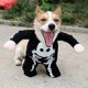 thumbnail image 4 of Dog Halloween Clothes Skeleton Halloween Theme Clothes for Boy Girl Dog, 4 of 5