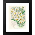 thumbnail image 2 of Jean Jules Linden 19x24 Black Modern Framed Museum Art Print Titled - Dendrobium Wardianum (1885-1906), 2 of 5