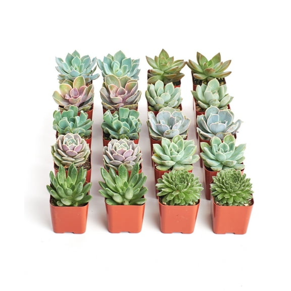 Shop Succulents Rosette Succulent (Collection of 20)