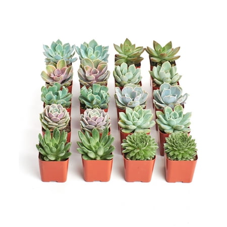 Home Botanicals Rosette Succulent (Collection of (Best Way To Plant Succulents)