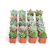 Home Botanicals Rosette Succulent (Collection of 20)