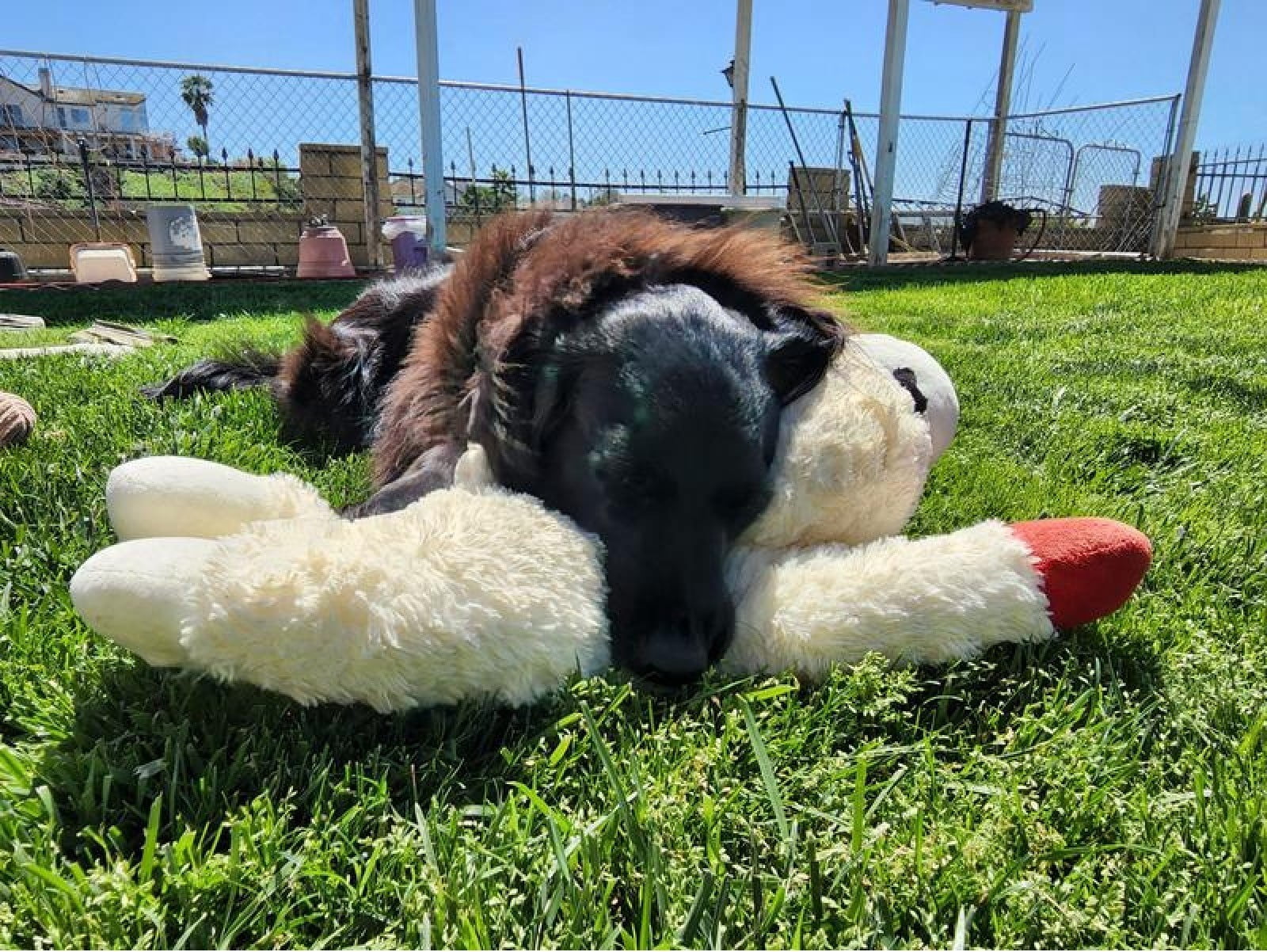 Jumbo Dog Toys Soft Stuffed Plush Cuddle and Play Animal Themes for All Breeds (White LambChop)