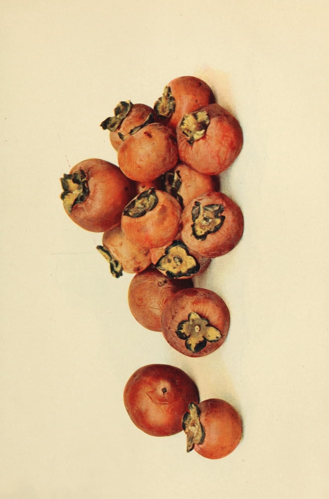 Birds & Nature 1899
