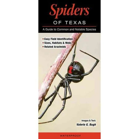 Spiders Of Texas A Guide To Common And Notable Species