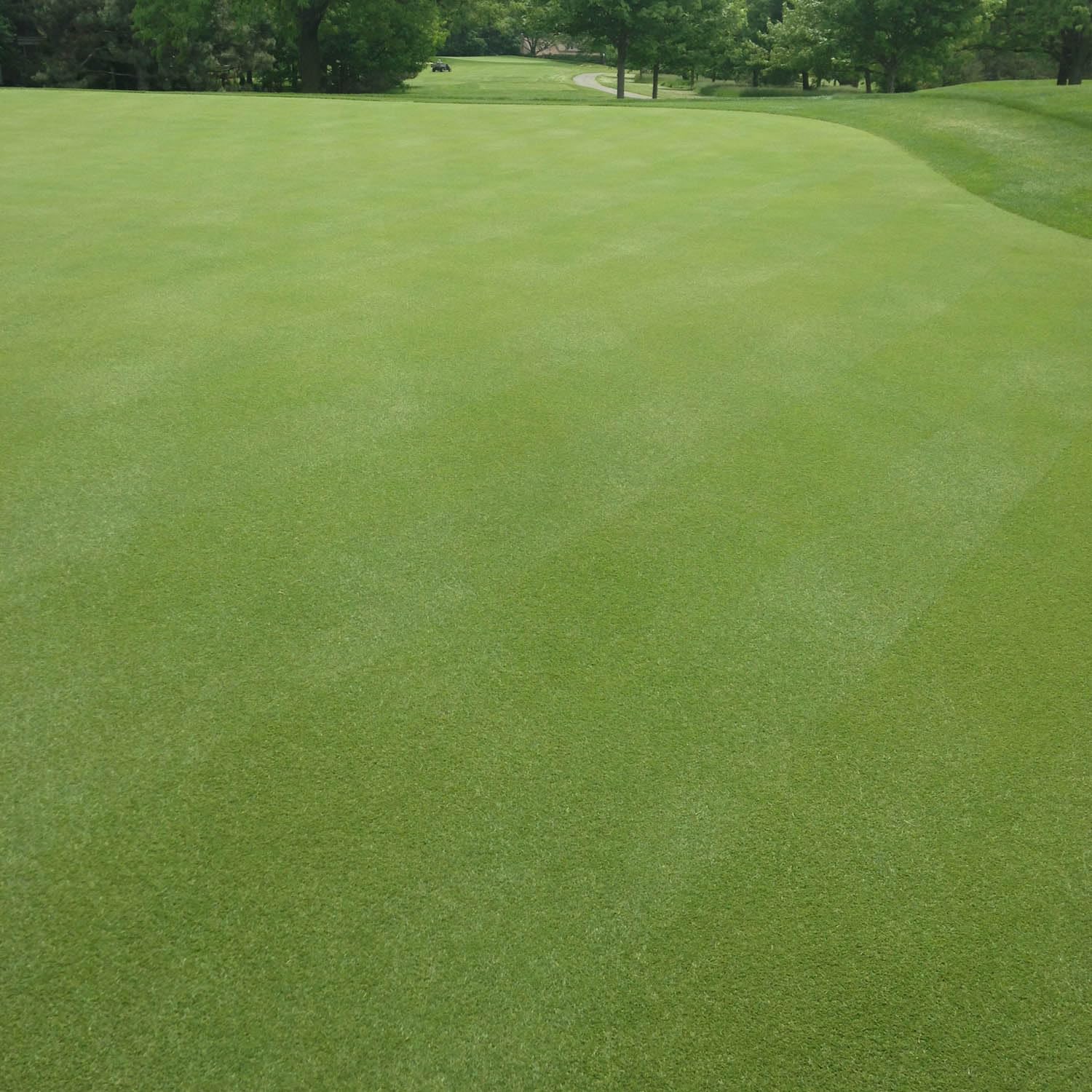 Outsidepride 2 lb. A-List Turf V8 Coated Creeping Bentgrass Seed for Putting Greens, Tees, & Fairways
