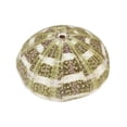 thumbnail image 1 of Sea Urchin Shell Air Plant Holder, 1 of 4