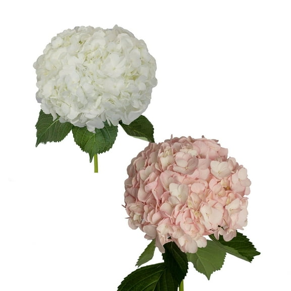 Hydrangeas - 30 Stems of White and Airbrushed Light Pink, Farm Direct, Farm Direct Fresh Cut Flowers by Bloomingmore