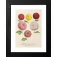 thumbnail image 2 of Charles Antoine Lemaire 18x24 Black Modern Framed Museum Art Print Titled - Dwarf Chrysanthemum (New) Autumn (1854-1896), 2 of 5