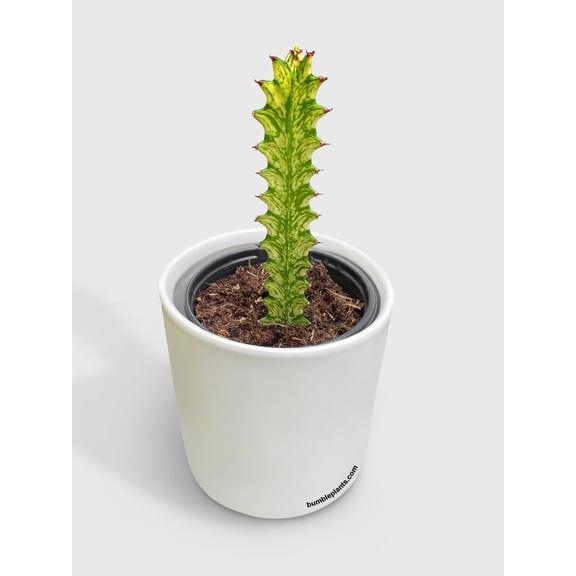 Euphorbia Trigona 'Mint Cream' Variegated - Live Air-Purifying Indoor Plant in Nursery Pot – Easy Care, Low Maintenance Houseplant for Home & Office Decor, Natural Air Cleaner, Best for Beginners