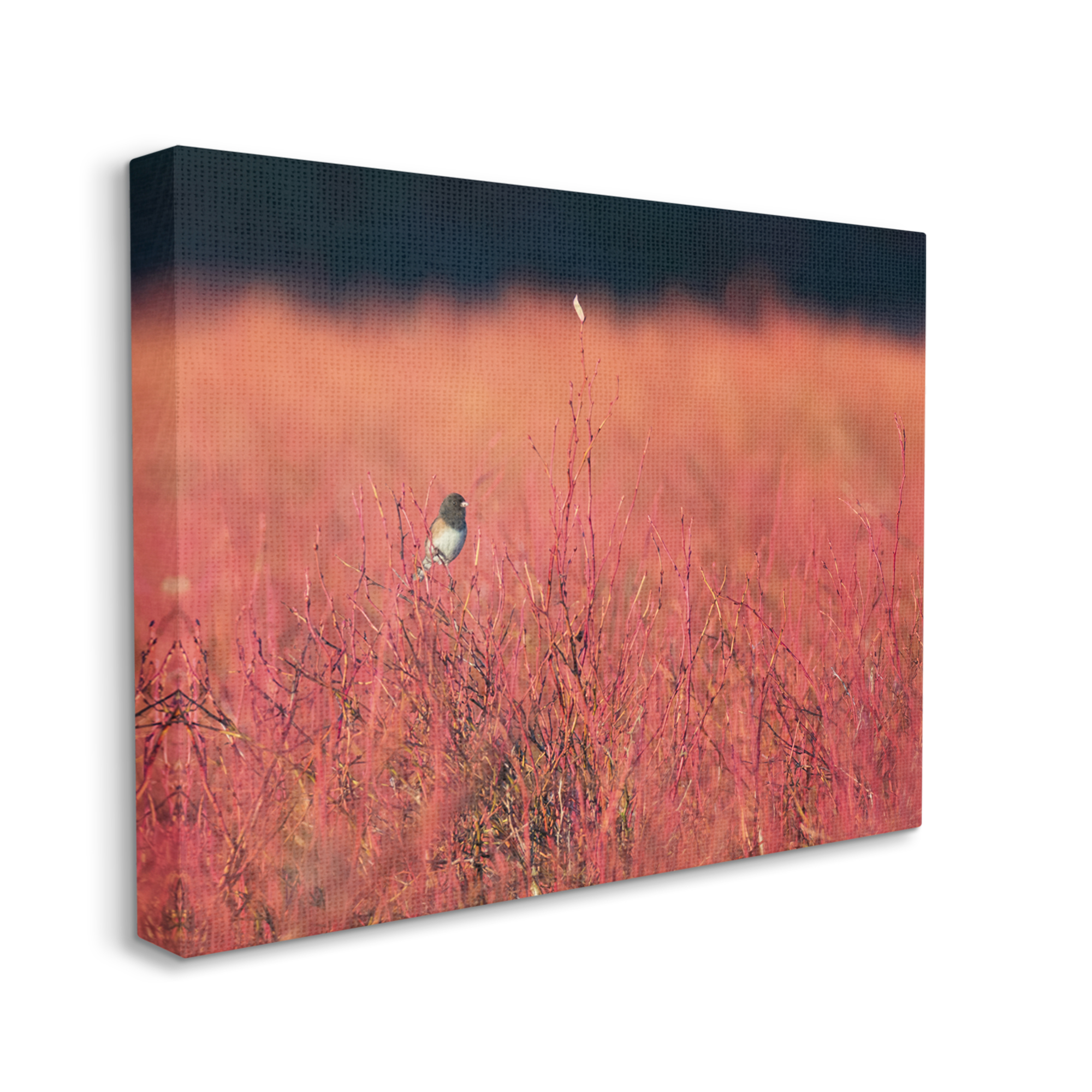 Stupell Industries Bird in Red Field Nature Photography Gallery Wrapped Canvas Print Wall Art, 20 x 16